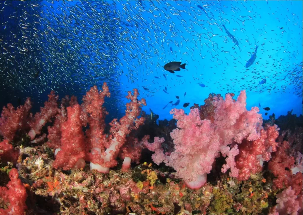 Scuba Diving Trips Maratua