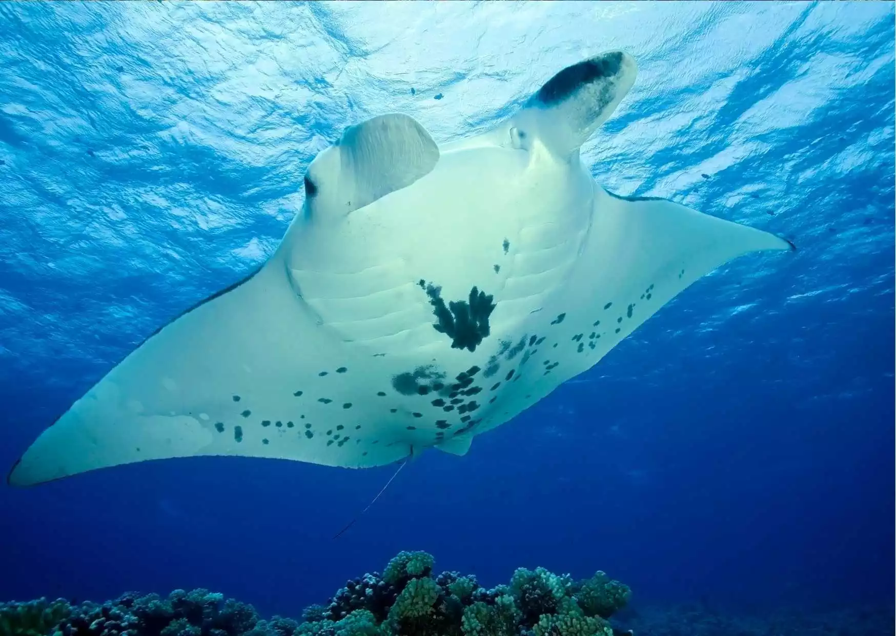 Unveiling Indonesia's Premier Dive Spots
