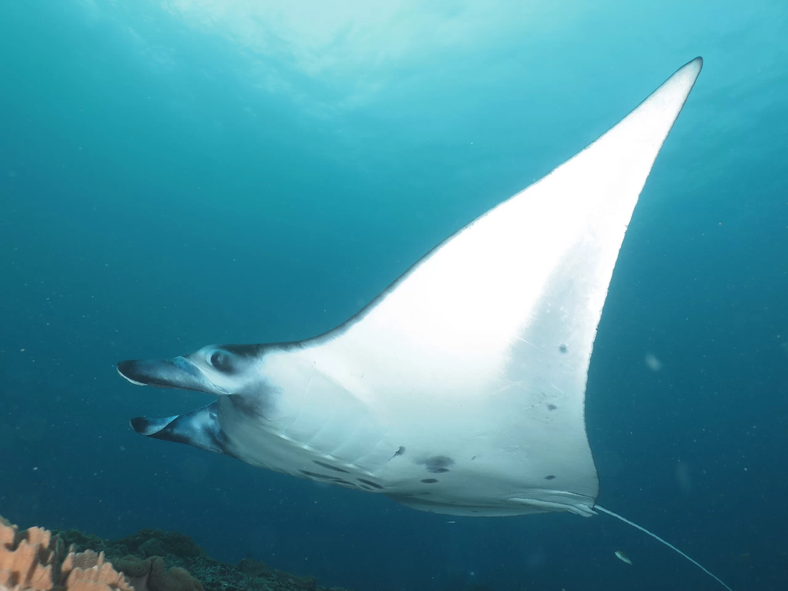 Scuba Diving Trips Maratua