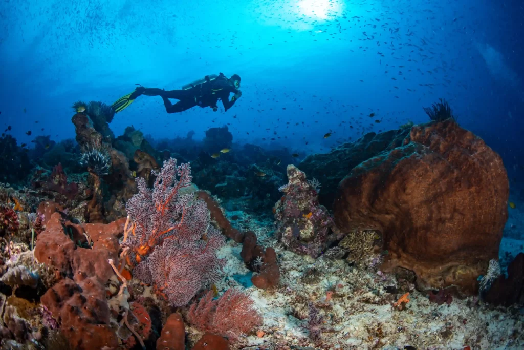 Scuba Diving Trips Maratua