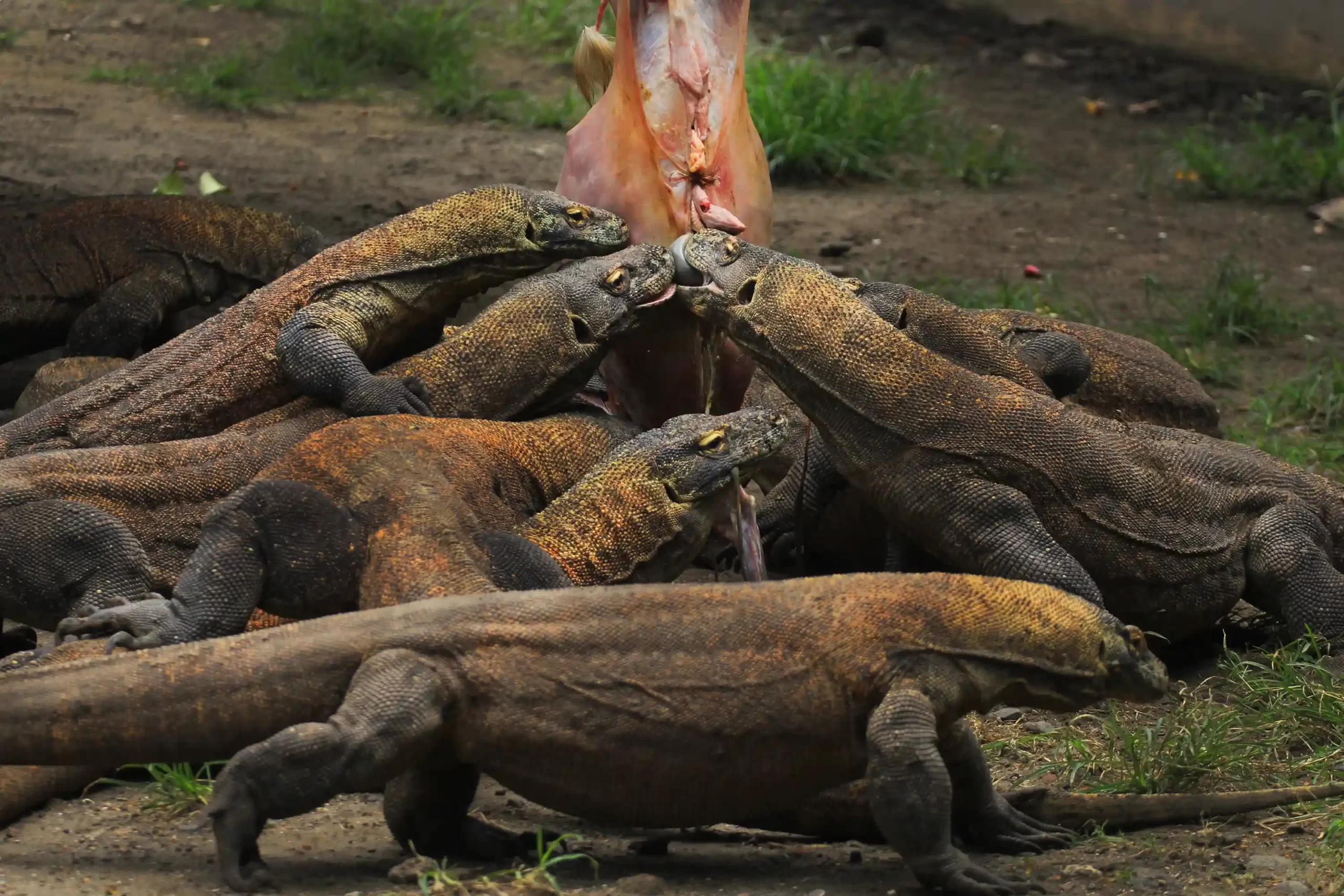 Here Are Facts About Komodo Dragons That Might Surprise You