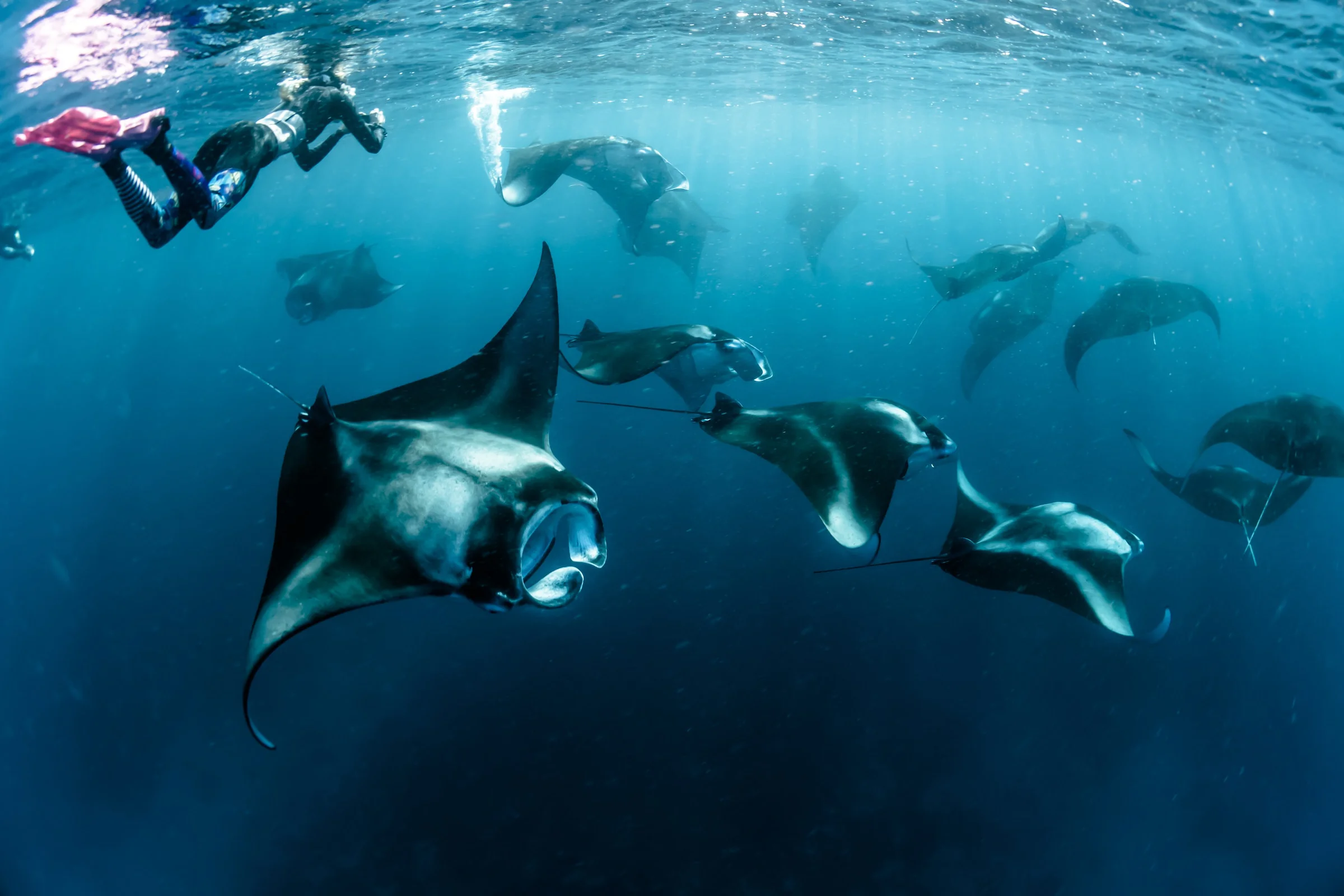 Dive with Manta Rays in Komodo Island