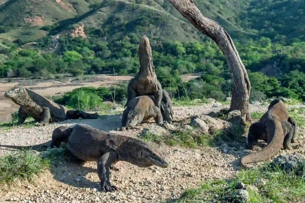 Several Komodo dragons gathered in the open near the trees