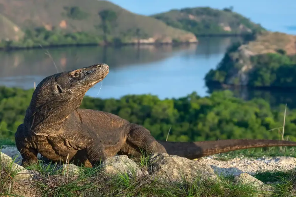 A Komodo dragon on a hillside above a green bay in Komodo National Park