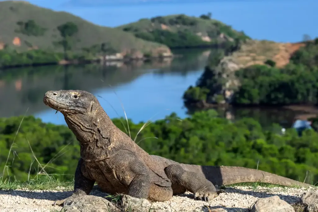 A Komodo dragon on the rocks above a bay with green hills
