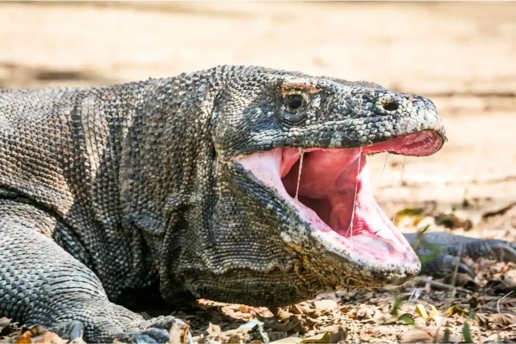 A Komodo dragon with its mouth open, showing why visitors keep a safe distance