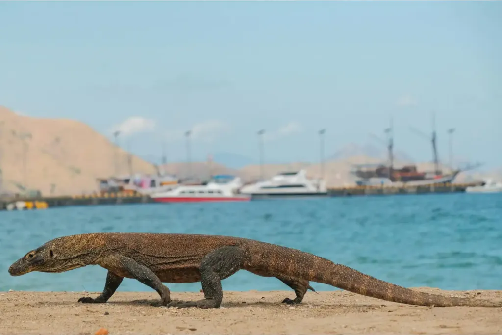 A Komodo dragon walking along the beach with boats at anchor in the bay behind