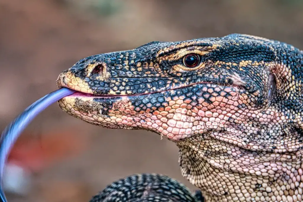 Komodo dragons smell with their tongue: a close-up of a dragon flicking its forked tongue