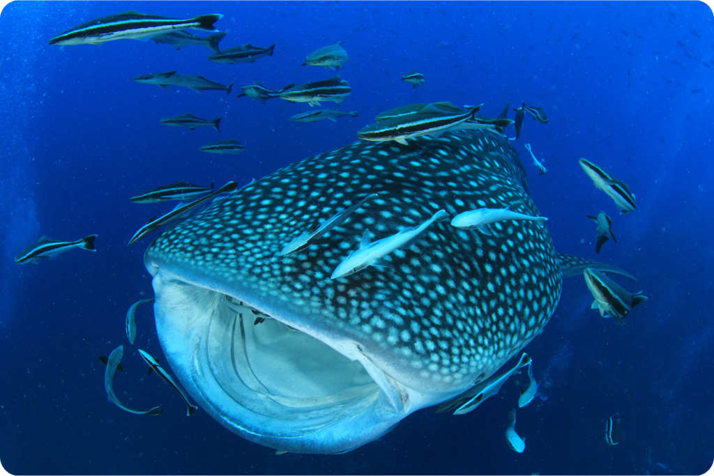 A whale shark swimming with small fish in deep blue water